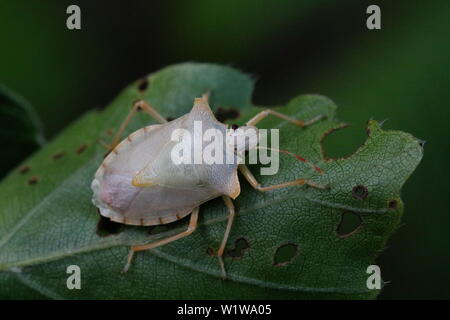 Eine teneral nach Red-legged Shieldbug (Pentatoma rufipes). Es hat nur eine Antenne, vermutlich verlieren während des Übergangs von der Nymphal Bühne. Stockfoto