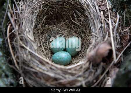 Graue und blaue Eier in einem Nest gesprenkelt. Stockfoto