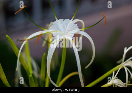 White Spider lily Flower, Hymenocallis. Yucatan, Mexiko. Stockfoto