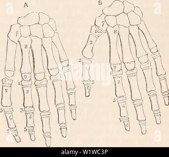 Archiv Bild ab Seite 684 Der cyclopaedia von Anatomie und. Die cyclopaedia von Anatomie und Physiologie cyclopdiaofana 0401 Todd Jahr: 1847 Skelett. GG 3 (Abb. 483.) sind gleich wie für jene Segmente, die Ihnen eine und alle dar. Diese Segmente sind die scapula (a, a), des Humerus (b, b), im Vordergrund - arm Knochen (c, d), die carpal Gehörknöchelchen (&lt;', /), und das metacarpo-phalangeal Serie (1, 2, 3, 4, 5). Jede Art von 'im Vordergrund Mitglied produziert diese Segmente in - variabel; ich sage immer, denn ich bin jetzt nicht in Bezug auf die pathologischen Zustand. Wenn ich vergleichen Sie alle Vorder- Gliedmaßen durch das Schulterblatt (#) oder p Stockfoto