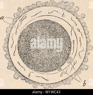 Archiv Bild ab Seite 684 Der cyclopaedia von Anatomie und. Die cyclopaedia von Anatomie und Physiologie cyclopdiaofana 05 Todd Jahr: 1859 •: - -; ich cs'' f-C-. •'•', 'Tjjmm; -:, S | TV-,;"; t. v''-, 'issfr -,--.v. /BT'&lt;? - "Ich".- • lr -' -''/://w.//Ai'; - "reife Eizelle aus dem Eierstock. Guinea-pig. Bischoff.) (nach Eizellen erwerben eine Erscheinung des Seins sur-durch Strahlen abgerundet. Diese Änderung tritt in den meisten MAMMALIA, wie der Hund, Kaninchen, Schafe, Ratten, Reh, und Kängurus. Es ist charakteristisch für die reife Eizellen, und kann als eine bestimmte Zeichen ihrer Reife angesehen werden. Entsprechende mit diesem externen Veränderung in der a Stockfoto