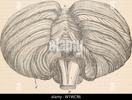 Archiv Bild von Seite 704 des cyclopaedia von Anatomie und. Die cyclopaedia von Anatomie und Physiologie cyclopdiaofana 03 Todd Jahr: 1847 nervöse Zentren. (Die menschliche Anatomie. Hirn.) 691 Angerissen von Tarin und Malacarne. Bei der vierten Ventrikel sorgfältig hat kürzlich in einem kleinhirn geöffnet wurde, ist es sehr leicht, Daemon - strate Sie, indem Sie den Griff eines Messers unter ihnen. Die Struktur dieser seitliche Flügel der minderwertigen medullary Velum ist leicht ermittelt werden. Ihre Delikatesse ist, dass Sie zugeben, dass der durch das Mikroskop ohne Druck oder andere Manipulationen geprüft wird. Sie gehört, Stockfoto