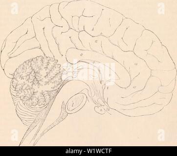 Archiv Bild ab Seite 707 Der cyclopaedia von Anatomie und. Die cyclopaedia von Anatomie und Physiologie cyclopdiaofana 03 Todd Jahr: 1847 694 NERVENSYSTEM. (Nervöse Zentren. Hirn.) Oberflächen waren gleich, weder von Ihnen in Falten geworfen werden würde. Inexaminingthesurfacecalled centrum Samenanlage, die durch einen horizontalen Schnitt durch die Hemisphäre über dem Niveau des Corpus callosum ausgesetzt ist, erhalten wir eine Erklärung für die Entstehung der gewundene Oberfläche des Gehirns. Die Ebene des faserigen Angelegenheit durch eine wellige Marge von vesikulären Materie umgeben, die Faltungen von denen geben Stockfoto