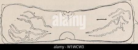 Archiv Bild ab Seite 708 von - Denkschriften der Österreichischen Akademie der. - Denkschriften der Österreichischen Akademie, Christian denkschriftens 951918 akad Jahr: 1850 Ascidia Diktyobranchia Ptychobranchia und des Roten Meeres. 7b Der geschlechtsapparat (Textfig. 11) jederseits besteht aus einer geringen Anzahl von orig. Lichtblick oder mehrmals (bis 3 mal) gegabelten Gonadensträngen. Es fanden sich über rechts" deren 3, links deren 2 vollständige und die Reste von 2 halb zerstörten Gabel-Ästen (mutmaßlich ebenfalls Textfig. 11. Cnemidocarpa hartmeyeri n. sp., durch einen ventralen Medianschni Stockfoto