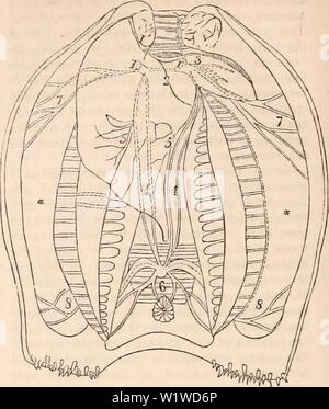 Archiv Bild ab Seite 719 Der cyclopaedia von Anatomie und. Die cyclopaedia von Anatomie und Physiologie cyclopdiaofana 01 Todd Jahr: 1836 704 CONCHIFERA. Auch auftreten; diese können treffend genug angedeutet, in der anatomischen Beschreibung. Von dem, was jetzt gesagt wurde, ist es leicht, das zu den von den Fuß zu verstehen. In der lithophagous und xilophagous Con-chifera, der Fuß, auf seine rudimen- Zustand reduziert, ist wahrscheinlich ohne besonderen verwenden, es sei denn, vielleicht ist unter den Pholades, wo, wird in Form von einem Saugnapf, das Tier selbst zum parietes von t fix aktivieren kann. Stockfoto