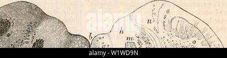 Archiv Bild ab Seite 722 Der cyclopaedia von Anatomie und. Die cyclopaedia von Anatomie und Physiologie cyclopdiaofana 03 Todd Jahr: 1847 "ii 555 = 3.": •, 'T/• Stockfoto
