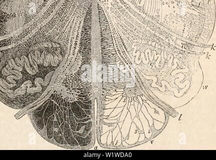Archiv Bild ab Seite 722 Der cyclopaedia von Anatomie und. Die cyclopaedia von Anatomie und Physiologie cyclopdiaofana 03 Todd Jahr: 1847 "ii 555 = 3.": •, 'T/• Querschnitt der Medulla oblongata durch das untere Drittel des olivary stellen. (Von der Stillung.) Vergrößerte zehn Durchmesser. Ein, anterior Riss; 6, Spalte der Calamus scriptorius; c, raphe; d, anterior Spalten; e, seitliche Spalten; f, der hinteren Spalten; g, Kern des Nucleus nervus hypoglossus Nerv, die große Vesikel; h, Kern der Vagusnerv; Ich, Ich, gallertartige Substanz; k, h, Wurzeln des Vagusnervs; I, roo Stockfoto