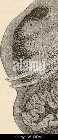 Archiv Bild ab Seite 722 Der cyclopaedia von Anatomie und. Die cyclopaedia von Anatomie und Physiologie cyclopdiaofana 03 Todd Jahr: 1847 nervöse Zentren. (Ihre mikroskopische Anatomie.) 709 frei vermischen sich. Die anterioren und posterioren Pyramiden und die Strangförmiger Körper besteht, zumindest zum großen Teil, der Längs- Fasern, aber der Rest der Textilfasergemische scheint von quer oder schräg Fasern hergestellt werden. Die meisten von Ihnen sind zweifellos verbunden mit den Wurzeln der viele Nerven, die aus der me entstehen - dulla oblongata. Beruhigens bezieht sich auf speziellen ac-kumulationen von vesikulärer Angelegenheit co Stockfoto