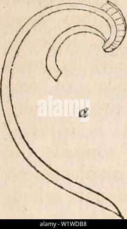 Archiv Bild ab Seite 724 Der cyclopaedia von Anatomie und. Die cyclopaedia von Anatomie und Physiologie cyclopdiaofana 01 Todd Jahr: 1836 C'ONCHIFERA. 709 Pholas. Abb. 364. Diese Anhängsel sind die ersten Teile der Kardinal Zähne. Es ist eine Tatsache, die verdient, auf die im Zusammenhang mit dieser Gattung bestanden werden; es ist, dass es keine Bänder gefunden wurde, und dass der Kardinal Kante, gefaltet, sich in sich selbst (rentrc svr Uii - ini' nie), ist nicht abgeflacht und in der gleichen Weise wie in den übrigen conchifera platziert. Ein anderer Umstand von gleicher Bedeutung zu erwähnen ist, dass die Prozesse, von denen Stockfoto