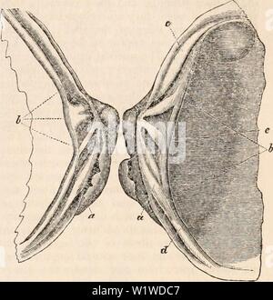 Archiv Bild ab Seite 724 Der cyclopaedia von Anatomie und. Die cyclopaedia von Anatomie und Physiologie cyclopdiaofana 01 Todd Jahr: 1836 Pholas. Abb. 364. Diese Anhängsel sind die ersten Teile der Kardinal Zähne. Es ist eine Tatsache, die verdient, auf die im Zusammenhang mit dieser Gattung bestanden werden; es ist, dass es keine Bänder gefunden wurde, und dass der Kardinal Kante, gefaltet, sich in sich selbst (rentrc svr Uii - ini' nie), ist nicht abgeflacht und in der gleichen Weise wie in den übrigen conchifera platziert. Ein anderer Umstand von gleicher Bedeutung zu erwähnen ist, dass die Prozesse, von der wir gerade gesprochen haben, Stockfoto