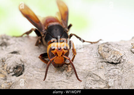 In der Nähe von Giant Hornet auf einem Baum Oberfläche im Studio shot Stockfoto