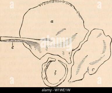 Archiv Bild ab Seite 750 Der cyclopaedia von Anatomie und. Die cyclopaedia von Anatomie und Physiologie cyclopdiaofana 01 Todd Jahr: 1836 CRANIUM. 733 zwei Wurzeln, gibt es eine Nut, in der Spielen der posterioren Fasern der zeitlichen Muskel. Der fossa Articularis, die zwischen den Wurzeln, ist hinter der Glasserian riss begrenzt bereits erwähnt; es bildet mit dem angrenzenden Fossa parotidea, die glcnoid Hohlraum. Die jochbeinbogen Prozess erstreckt sich nach vorne über einen Zoll von der anterioren root; also, konvexe, Extern und Intern konkav. Seine obere Grenze gibt die Tempora Stockfoto