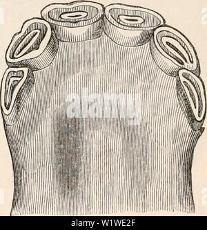 Archiv Bild ab Seite 754 Der cyclopaedia von Anatomie und. Die cyclopaedia von Anatomie und Physiologie cyclopdiaofana 0401 Todd Jahr: 1847 Unterkiefer eines einjährigen Colt; Mi//i Schneidezähne. (Nach Yonatt.). Abb. 506. Zwei Jahre 7 - Alt; Milch Schneidezähne, mitliHc jntr Nonne h getragen" (Aflir Vo,; Att.) Fg. 507. Stockfoto