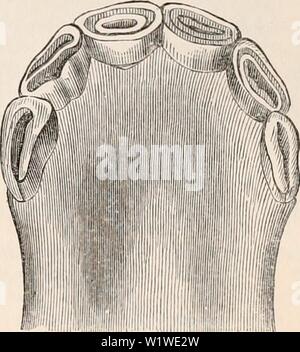 Archiv Bild ab Seite 754 Der cyclopaedia von Anatomie und. Die cyclopaedia von Anatomie und Physiologie cyclopdiaofana 0401 Todd Jahr: 1847 SOLIPEDA. 733 beträchtliche Interval; und eine ähnliche Zwischenraum existiert ebenfalls, aber in geringerem Maße, im Unterkiefer. Die Backenzähne des Pferdes sind Pris-matic Form, ihre Schleifen von Oberflächen mit vier Spangen von Zahnschmelz im Unterkiefer markiert werden und mit den fünf in der oberen: Diese crescendo Patches im Oberkiefer haben ihre Höhlungen nach aussen gedreht, aber in den Unterkiefer in die entgegengesetzte Richtung. Die Zähne des Pferdes sind darüber hinaus distinguishab Stockfoto