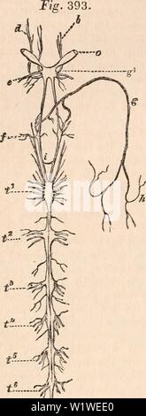 Archiv Bild ab Seite 779 Der cyclopaedia von Anatomie und. Die cyclopaedia von Anatomie und Physiologie cyclopdiaofana 01 Todd Jahr: 1836 764 Krebstiere. Aber es ist vor allem auf die Typen, die immer noch unsere Aufmerksamkeit bitten, dass wir wahrnehmen, das System der Zentralisierung noch weiter von den tatsächlichen Verbindung der Kerne, die wir bisher nur zu sehen einander angenähert, Stockfoto