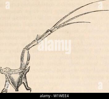 Archiv Bild ab Seite 774 Der cyclopaedia von Anatomie und. Die cyclopaedia von Anatomie und Physiologie cyclopdiaofana 01 Todd Jahr: 1836 Krebstiere. 759 Abb. 388. o, zweite Brust- Ring des Squilla; b, eines der kleinen Antennen. pendages gehören vor allem die Funktion der Empfindung, und als wir diese zu einem späteren Zeitpunkt zurückzukehren, und eine reichliche de-geben scription Ihrer Struktur, die wir derzeit nicht weiter auf dieses Thema ein. Abb. 389 Stockfoto