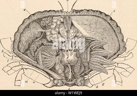 Archiv Bild ab Seite 790 Der cyclopaedia von Anatomie und. Die cyclopaedia von Anatomie und Physiologie cyclopdiaofana 01 Todd Jahr: 1836 Krebstiere, 775 die biliäre Apparat der Crustacea ist sehr groß in der Decapocla. Die Leber ist symmetrisch (Abb. 417), und besteht aus zwei Hälften, in der Regel getrennt voneinander, und das ganze Organ besteht aus einem agglo-Meration der ccecums, die durch einen ihrer Extremitäten sich absondernden Kanäle leer. Diese, die Union Form größer und Trunks und die Flüssigkeit oder Galle sezerniert wird schließlich durch einen Kanal in die p gegossen Stockfoto