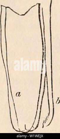 Archiv Bild ab Seite 788 Der cyclopaedia von Anatomie und. Die cyclopaedia von Anatomie und Physiologie cyclopdiaofana 01 Todd Jahr: 1836 Krebstiere. Abb. 413. Abb. 414. Abb. 415 773 Abb. 412, ventralen Aspekt der Cephalo - Brust- Teil der Dichelestion. a, Amtsleitung oder Sucker; b, maxillse. Abb. 413, der Amtsleitung oder Sucker vergrößert, ein, thelabrum; b, der Kiefer. Abb. 414 SF 415, der maxillae. nultimate Artikulation (die Scheren, Zangen, oder cheliferous Extremitäten). Die Extremität beendet wird gelegentlich in zwei Artikulationen, die keine Art von ungewöhnlichen Entwicklung, aber die letzte, Ter Stockfoto