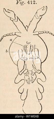 Archiv Bild ab Seite 788 Der cyclopaedia von Anatomie und. Die cyclopaedia von Anatomie und Physiologie cyclopdiaofana 01 Todd Jahr: 1836 412. Krebstiere. Abb. 413. Abb. 414. Abb. 415 773 Stockfoto