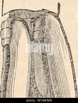 Archiv Bild ab Seite 794 Der cyclopaedia von Anatomie und. Die cyclopaedia von Anatomie und Physiologie cyclopdiaofana 01 Todd Jahr: 1836 Krebstiere. 779 Konformation; sie erscheinen wie eine vesikuläre oder foliaceous Expansion, der eine extrem weiche Tex- tur, die zu den inneren Rand der Basis des Thorax Extremitäten verbunden ist, deren Abmessungen in der Regel Zunahme aus, bevor sie Zurück-Stationen, und die letzten paar Thorax Extremitäten ist nicht mit einem eingerichtet: Ihre Anzahl variiert von acht bis zwölf. Diese Organe, unter dem Brustkorb aufgehängt, Float in der umgebenden Flüssigkeit, und das Wasser in contac Stockfoto