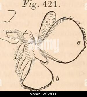 Archiv Bild ab Seite 793 Der cyclopaedia von Anatomie und. Die cyclopaedia von Anatomie und Physiologie cyclopdiaofana 01 Todd Jahr: 1836 778 CRUSTACEA, Schlieren zu erscheinen, die die Grundlagen der Branchial Filamente. Während dieses Zeitraums ist der Thorax Extremitäten entwickelt werden, und über ihre Grundlagen andere branchiae haben ihr Aussehen gemacht und am Anfang der Form der Knolle - Cles, und später die des stilets; glatte und abgerundete auf ihrer Oberfläche, sondern durch-und-durch werden mit einer Vielzahl von kleinen tuberculations, welche durch die Dehnung ar abgedeckt Stockfoto