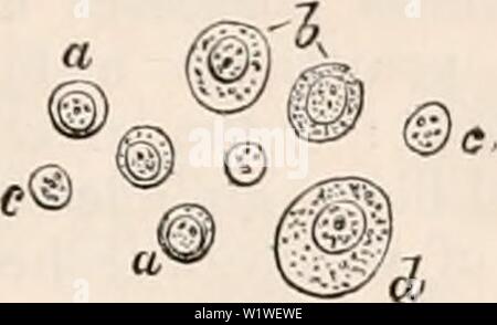 Archiv Bild ab Seite 802 Der cyclopaedia von Anatomie und. Die cyclopaedia von Anatomie und Physiologie cyclopdiaofana 0401 Todd Jahr: 1847 Milz. 781 mit den Zellen der Milz Vesikel; die charakteristischen Erscheinungen, die Ihr Bild. 530. Parenchym - Zellen aus dem sple. en des Ochsen, vergrößerte 350 Durchmesser. a, kleinere Zellen; b, Zellen von mittlerer Größe; c, kostenfreie nu-clei; d, größte Zellen. Rundheit, Größe - von 3 bis 5-1000 135210 einer Zeile - ihre Blässe, und Ihre dunklen Kern (Jig. 530. b). Auf der anderen Seite kleinere und größere Blutkörperchen treten auch in der Milz - Zellstoff, der ein Stockfoto