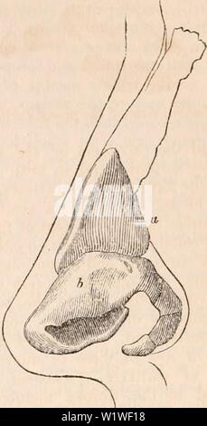 Archiv Bild von Seite 815 des cyclopaedia von Anatomie und. Die cyclopaedia von Anatomie und Physiologie cyclopdiaofana 03 Todd Jahr: 1847 726 Nase. Naht des Schädels, die am längsten nicht Verknöcherte: in gewöhnlichen Fällen, ja, nicht einmal in den neuesten Zeiten des Lebens schließen. Diese, in einigen Messen, unterscheidet den Menschen von den anderen quadrumana: in der Chimpanse, das nasenbein ist; in der Orang, auch, ist es in der Regel so ist; und in der Erwachsenen Siamang (dessen Schädel Ansätze nächste in der Form, dass der Mann) und andere Gibbons, die nasalen Knochen sind immer vereint. Aber eine Unterscheidungskraft Stockfoto