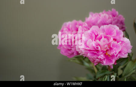 Pfingstrose Blüten gegen einen hellgrünen Hintergrund mit Raum für Text Stockfoto