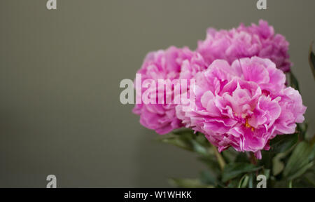 Pfingstrose Blüten gegen einen hellgrünen Hintergrund mit Raum für Text Stockfoto