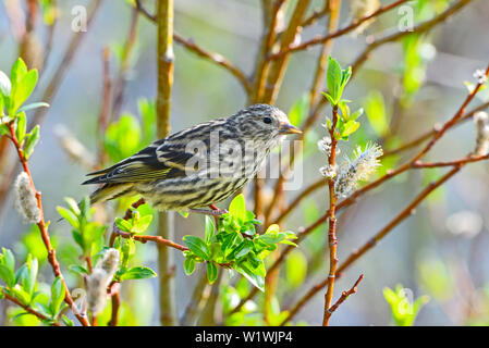 Eine Seitenansicht eines Kiefer Siskin Bird' Carduelis Pinus', thront auf einem Willow Tree Branch ein Waldgebiet in ländlichen Alberta Kanada Stockfoto