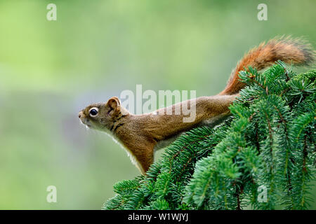 Eine Seitenansicht eines jungen Eichhörnchen "Tamiasciurus hudsonicus, ausgestreckt auf einer grünen Spruce Tree Branch in ländlichen Alberta, Kanada. Stockfoto