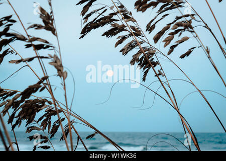 Der Mond versteckte sich hinter Seegras am Strand Stockfoto