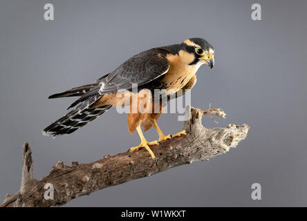 Aplomado Falcon gehockt Stockfoto