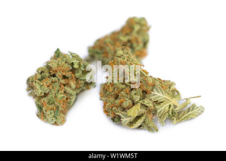 Cannabis Sativa, getrocknetes Cannabis Blume, Cannalope Haze Sorte Stockfoto