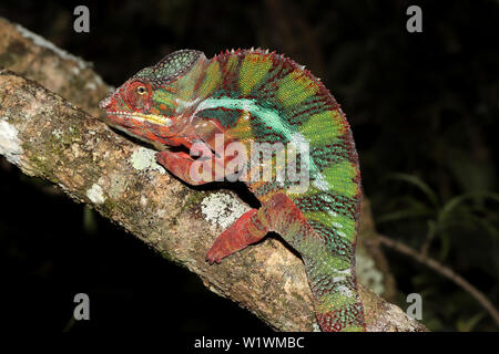 Männliche Panther chameleon Furcifer pardalis Madagaskar Stockfoto