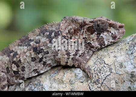 Kurze-horned Chameleon Calumma brevicornis Stockfoto