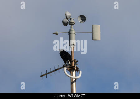 Australische Raben auf Anemometer Stockfoto