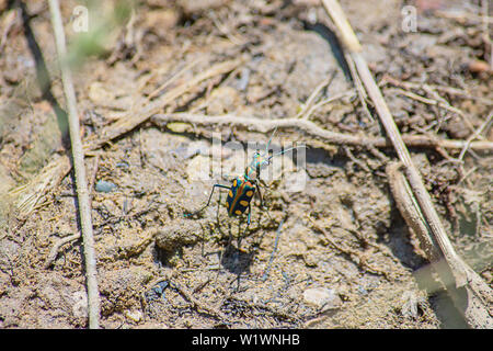 Insekten mit bunten auf dem Boden, dass das Nass. Stockfoto