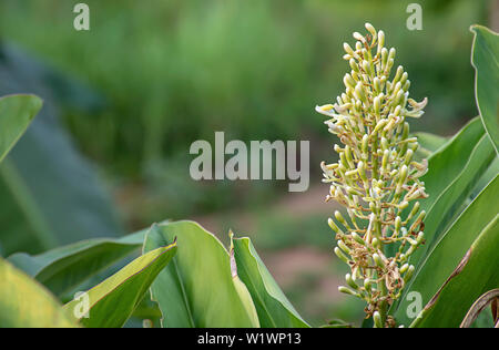 Blumen blühen noch Grün auf einem grünen Hintergrund verschwommen. Stockfoto