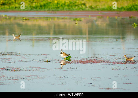 Ort abgerechnet Enten Schwäne, Gänse oder Pati Hash (wasservögel Anatidae), ein Huhn größe Vogel schwimmen im See Feld mit blühenden Wasserhyazinthe (Eichhornia cr Stockfoto