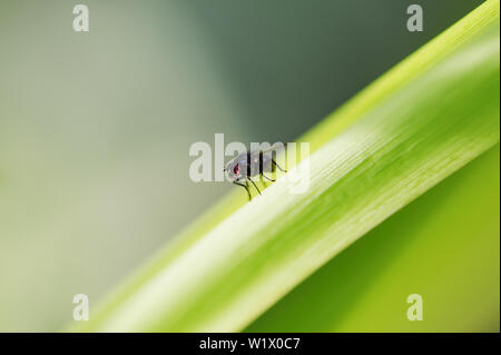 Makro. Eine gewöhnliche Fliege sitzt auf das grüne Gras. Horizontale Fotografie Stockfoto