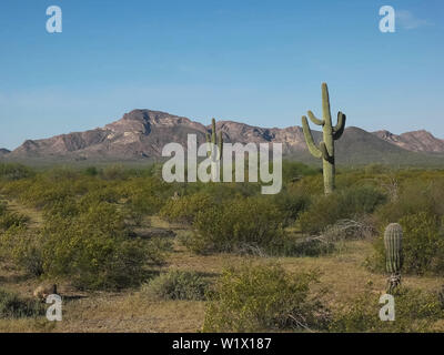 Saguaro Kaktus und Puerto Blanco mnts in der Nähe von Ajo, Az Stockfoto