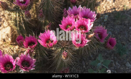 Nahaufnahme der Erdbeere hedgehog Cactus Blumen in der Nähe von Ajo az Stockfoto