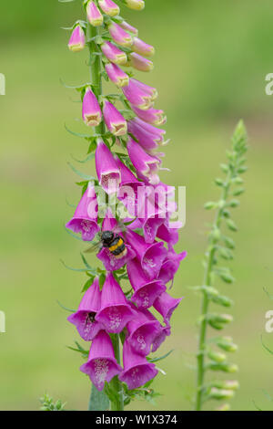 Besetzt Hummeln (Bombus sp. ) Aktivität. Fingerhut (Digitalis purpurea). Wächst in einem Bereich, in dem vor kurzem gelöscht Wälder. Juni. Frühling, Anfang Sommer. Norfolk. Die ​UK. Stockfoto