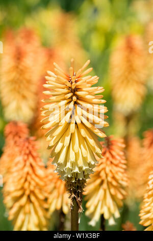 Nahaufnahme der Kniphofia 'Tawny König'', red hot Poker 'Tawny König'' orange-creme Blumen. Blüte Stockfoto