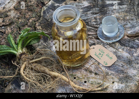 Tinktur aus Wilde Karde, Wurzel, Wurzeln, Wurzeltinktur, Wurzel-Tinktur, Wurzelstock, Kardenwurzel, Karden-Wurzel, Kardenwurzeln, Wurzeln von Wilder K Stockfoto