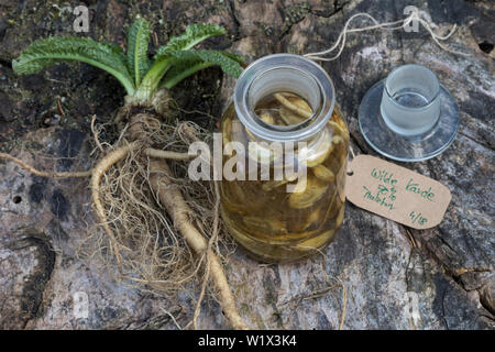 Tinktur aus Wilde Karde, Wurzel, Wurzeln, Wurzeltinktur, Wurzel-Tinktur, Wurzelstock, Kardenwurzel, Karden-Wurzel, Kardenwurzeln, Wurzeln von Wilder K Stockfoto