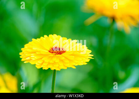 Close-up einzelne Blume von Calendula Officialis Kabloona" Intensive Gelbe'. Gemeinsame Ringelblume Kabloona' intensiv gelb" Stockfoto