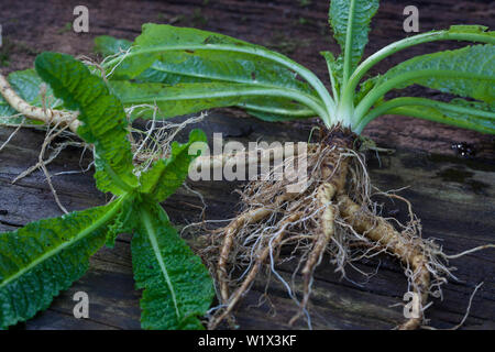 Wilde Karde, Wurzel, Wurzeln, Wurzelstock, Kardenwurzel, Karden-Wurzel, Dipsacus fullonum, Kardenwurzeln, Dipsacus sylvestris, Fuller's Karde, wilde t Stockfoto