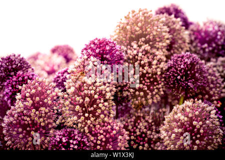 Allium carataviense Schönen Blumenstrauß lila Blüten mit Honig Biene. auf einem weißen Hintergrund. Stockfoto